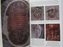 TRILOBITES of the BRITISH ISLES UK Fossils SIGNED by Author with 795 PHOTOGRAPHS (4)