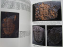 TRILOBITES of the BRITISH ISLES UK Fossils SIGNED by Author with 795 PHOTOGRAPHS (6)